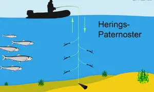Illustration zeigt Heringsangeln mit Paternoster-System vor Rostock. Ein Boot mit Angler, Heringe schwimmen, das Paternoster mit Haken hängt im Wasser.