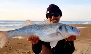 Glücklicher Angler präsentiert stolz seinen Fang: ein schöner Wolfsbarsch, gefangen mit einer speziellen Montage beim Wolfsbarsch angeln.