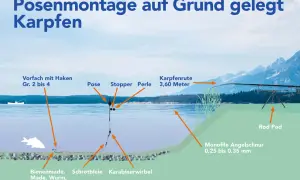 Schema einer Posenmontage für Karpfen: Pose, Schrotblei, Köder (Made, Wurm) und Karpfenrute am Ufer.