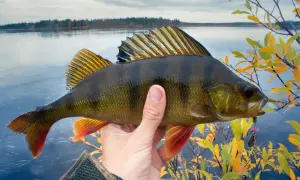 Ein Angler hält einen prächtigen 60 cm Barsch vor einem ruhigen See und herbstlichem Ufer.