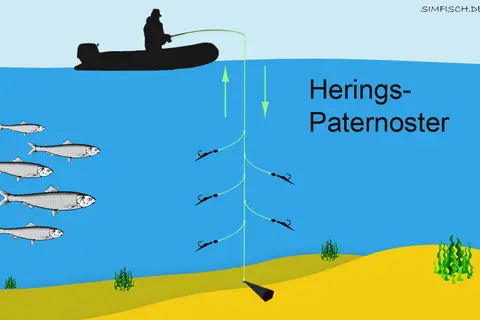 Illustration zeigt Heringsangeln mit Paternoster-System vor Rostock. Ein Boot mit Angler, Heringe schwimmen, das Paternoster mit Haken hängt im Wasser.