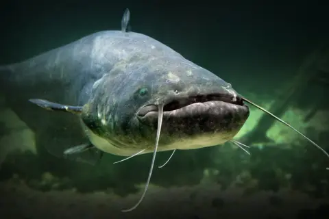 Ein großer Wels mit Barteln schwimmt im trüben Wasser. Sein beeindruckendes Gewicht lässt ihn majestätisch wirken.