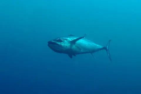 Ein großer Hundszahnfisch schwimmt im tiefblauen Ozean.