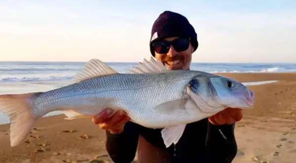 Glücklicher Angler präsentiert stolz seinen Fang: ein schöner Wolfsbarsch, gefangen mit einer speziellen Montage beim Wolfsbarsch angeln.