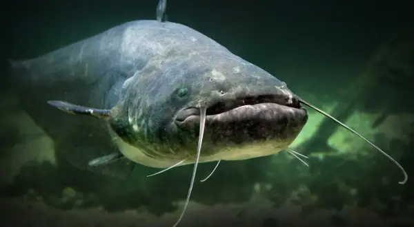 Ein großer Wels mit Barteln schwimmt im trüben Wasser. Sein beeindruckendes Gewicht lässt ihn majestätisch wirken.
