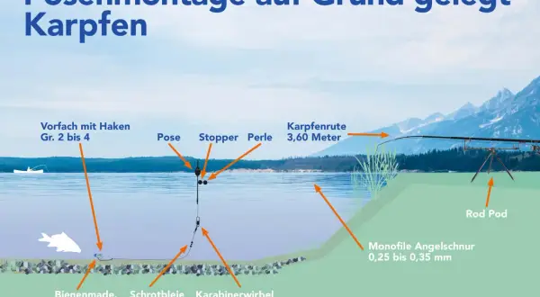 Schema einer Posenmontage für Karpfen: Pose, Schrotblei, Köder (Made, Wurm) und Karpfenrute am Ufer.