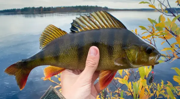 Ein Angler hält einen prächtigen Flussbarsch vor einem ruhigen See und Herbstlaub.