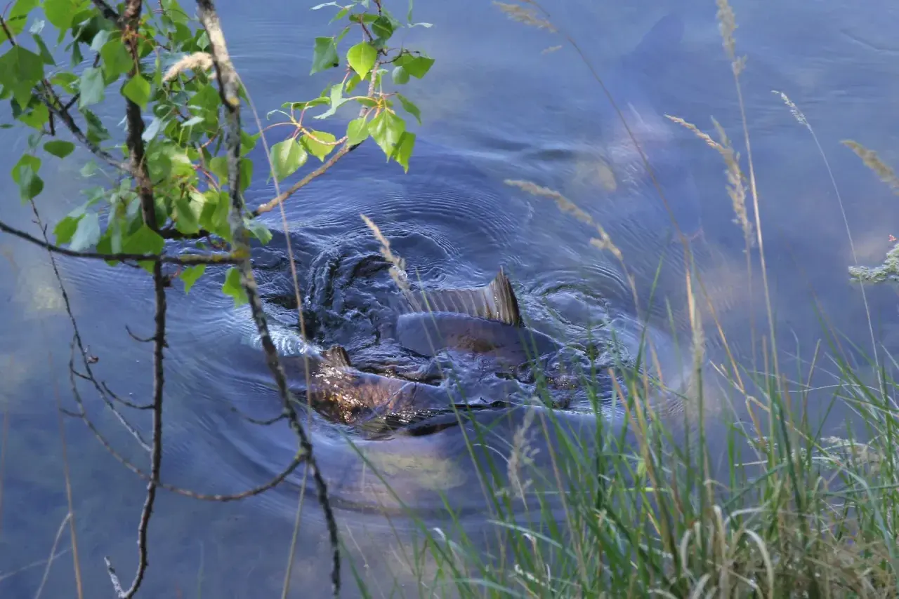 Brassen im flachen Wasser, vielleicht zur Laichzeit. Grüne Blätter und Gräser umrahmen die Szene.