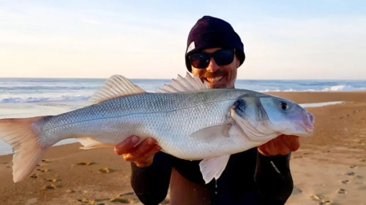Glücklicher Angler hält stolz einen schönen Barsch Salzwasser am Strand.