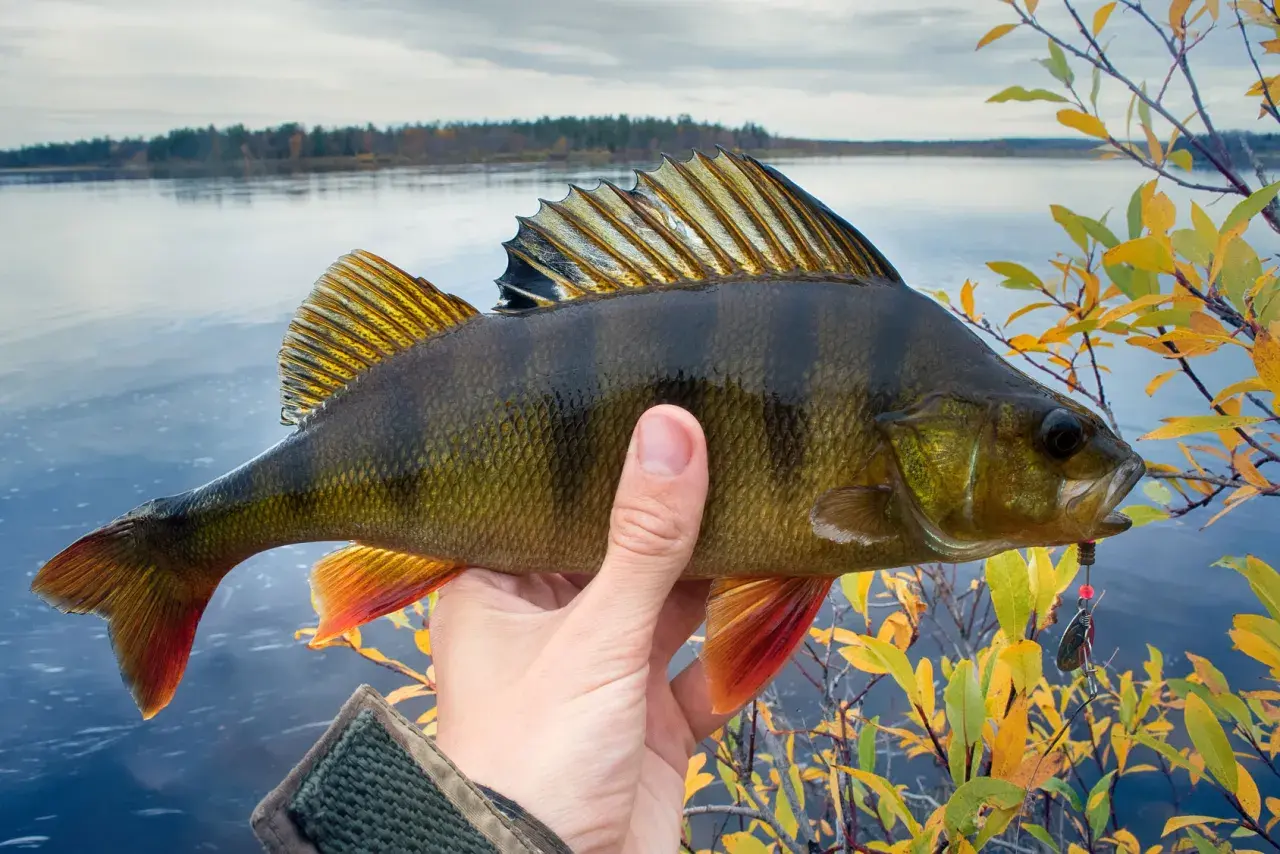 Ein Angler hält einen prächtigen Flussbarsch vor einem ruhigen See und Herbstlaub.