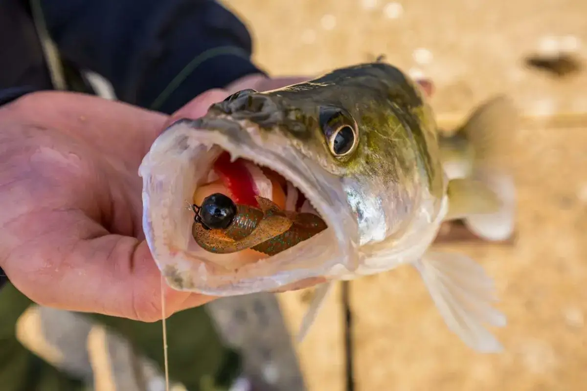 Ein Angler h&auml;lt einen Zander, dessen weit ge&ouml;ffnetes zander maul einen bunten K&ouml;der zeigt.