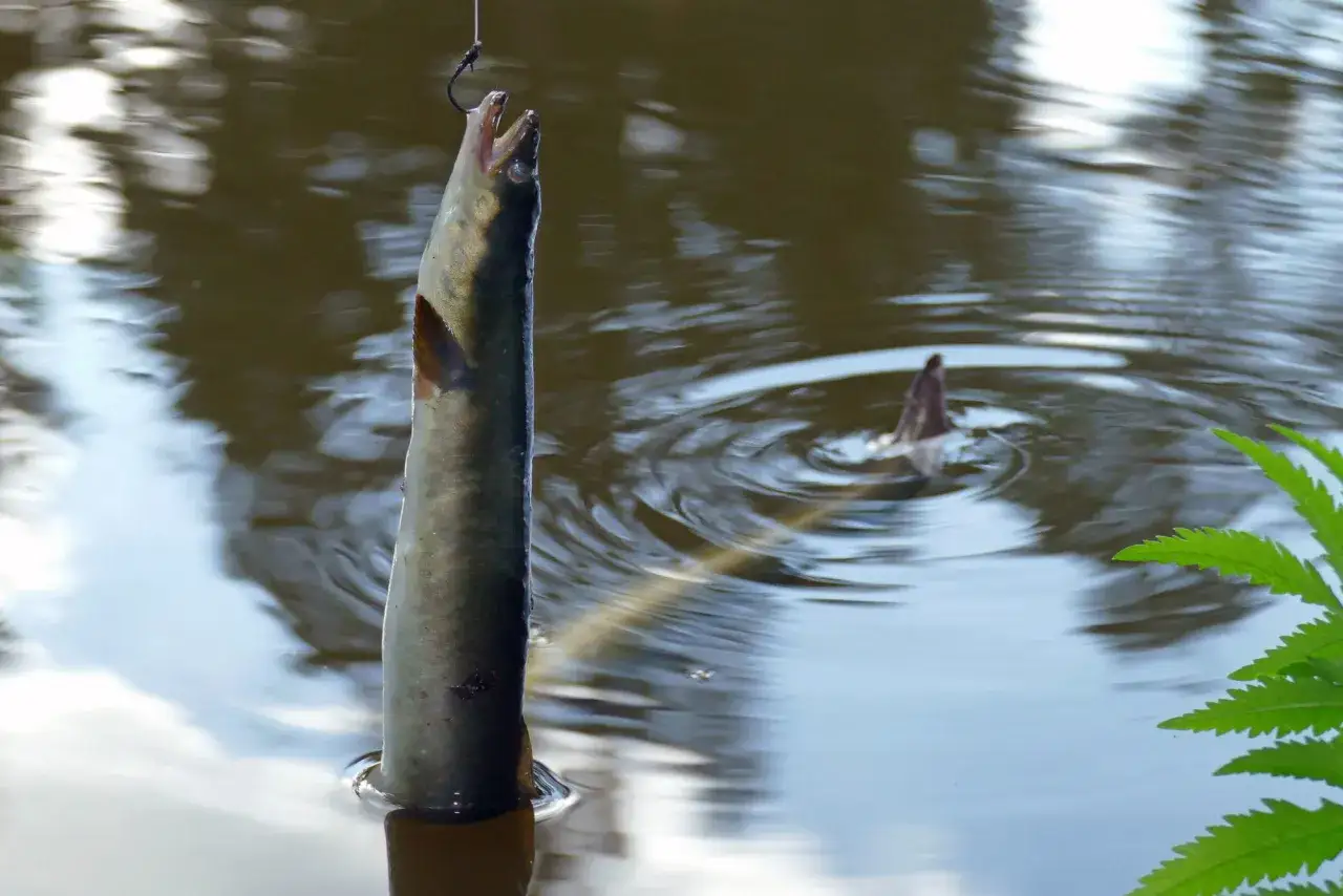 Erfolgreiches Elbe-Seitenkanal-Angeln: Ein Fisch h&auml;ngt am Haken &uuml;ber dem Wasser.