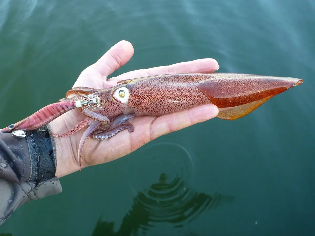 Erfolgreiches Tintenfisch angeln: Ein frisch gefangener Tintenfisch liegt in der Hand, mit einem Köder im Maul.