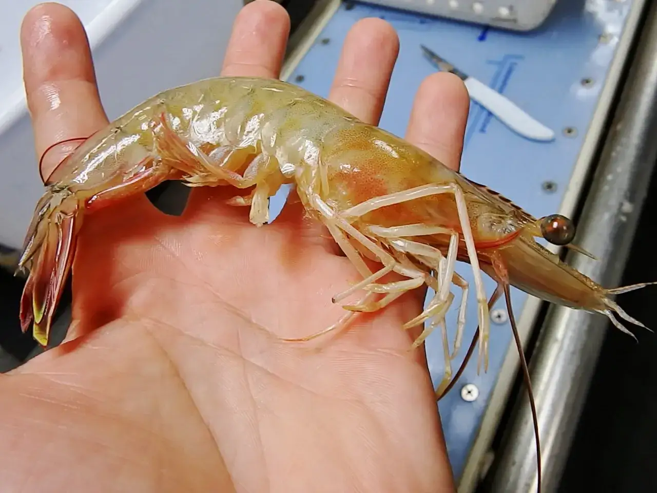 Eine Hand hält einen großen, durchscheinenden Garnelenfang aus Norwegen.