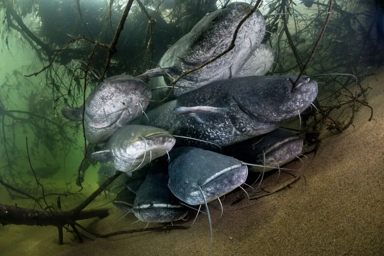 Mehrere gro&szlig;e Welse dr&auml;ngen sich im tr&uuml;ben Wasser zwischen &Auml;sten. Sie sehen aus, als w&uuml;rden sie sich &uuml;ber die Frage unterhalten, wie alt wird ein Wels.