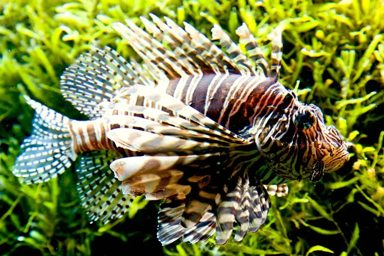 Ein Feuerfisch mit auffälligen Streifen und Flossen, ein Beispiel für giftige Fische, schwimmt zwischen grünem Seegras.