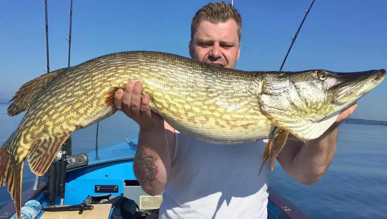 Stolzer Angler pr&auml;sentiert riesigen Hecht vom Bodensee.