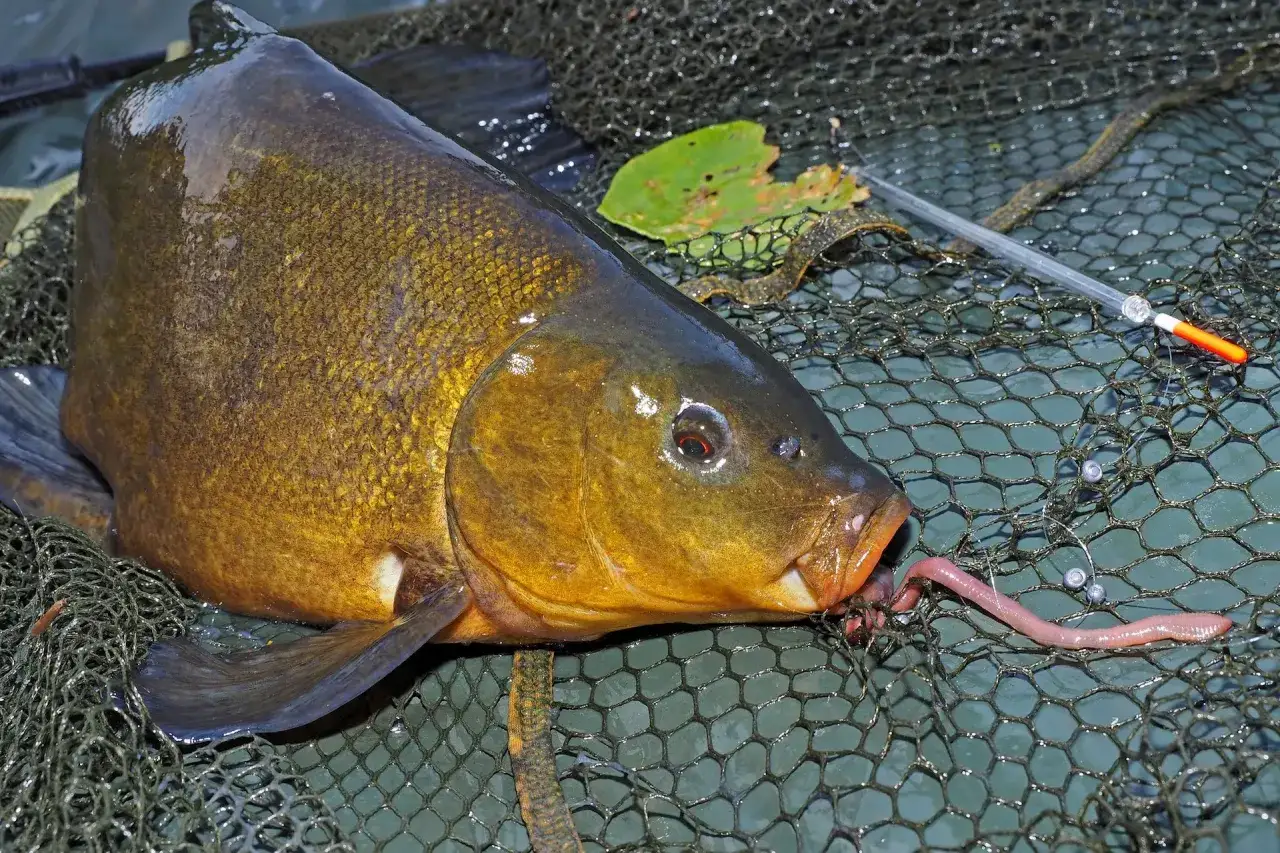Schleien-Montage: Ein Fisch hat einen Wurm im Maul, liegt im Kescher neben einer Pose.