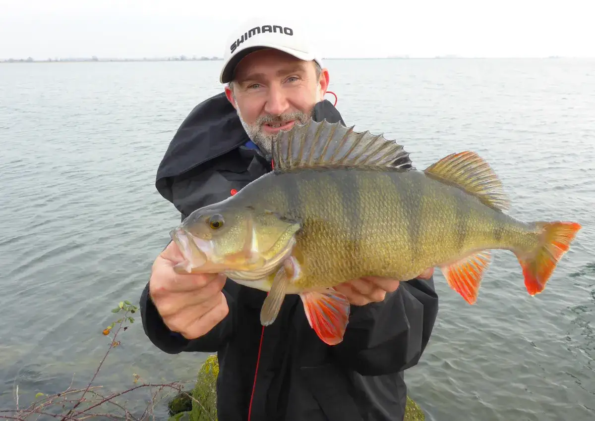 Glücklicher Angler präsentiert stolz einen prächtigen 60 cm Barsch am Seeufer.