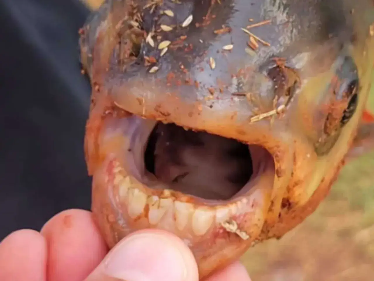 Nahaufnahme eines musky fisch Kopfes mit ge&ouml;ffnetem Maul und scharfen Z&auml;hnen, bedeckt mit Erde und Pflanzenresten.