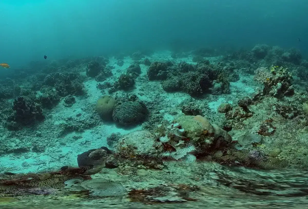 Ein Seeteufel im Wasser ruht auf sandigem Grund, umgeben von Korallen und anderen Meeresbewohnern.