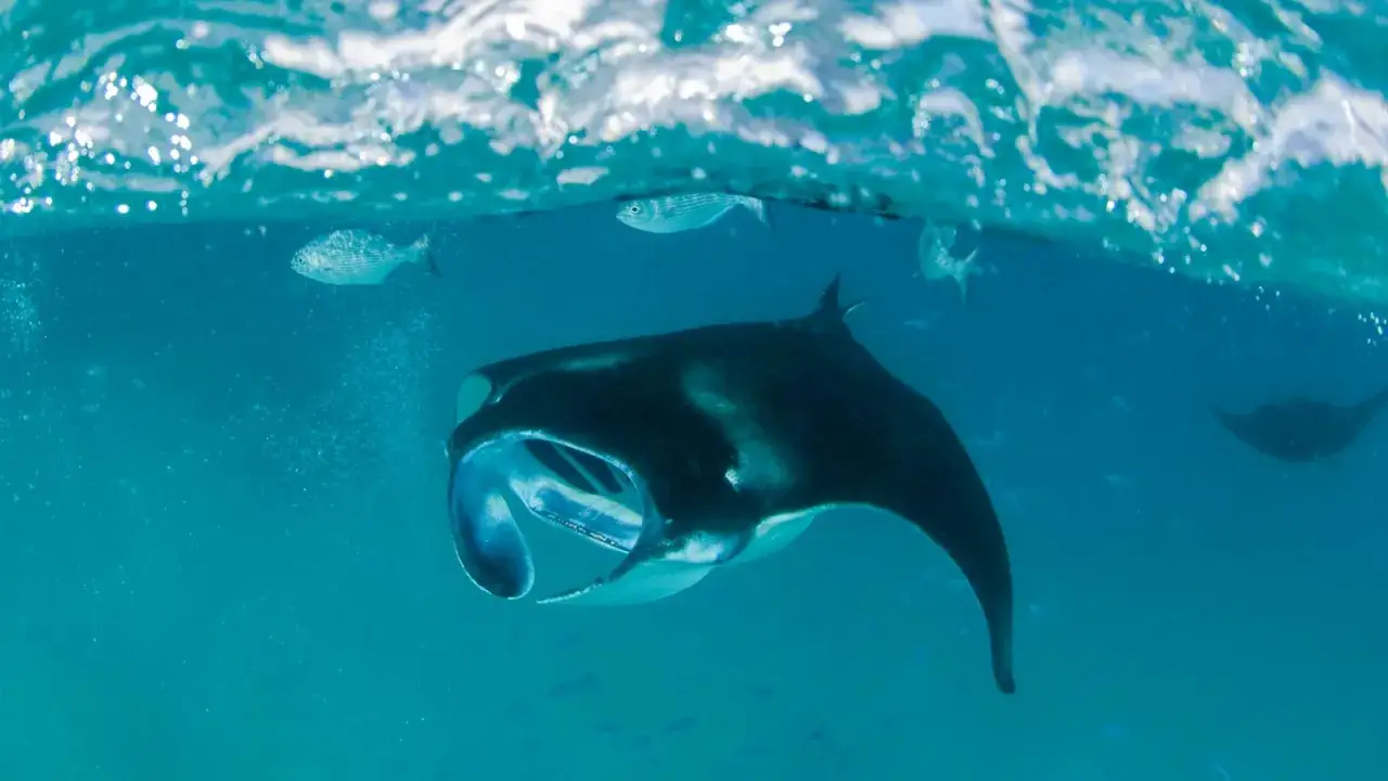 Majestätische Mantarochen und kleine Fische schwimmen unter der Wasseroberfläche der Malediven.