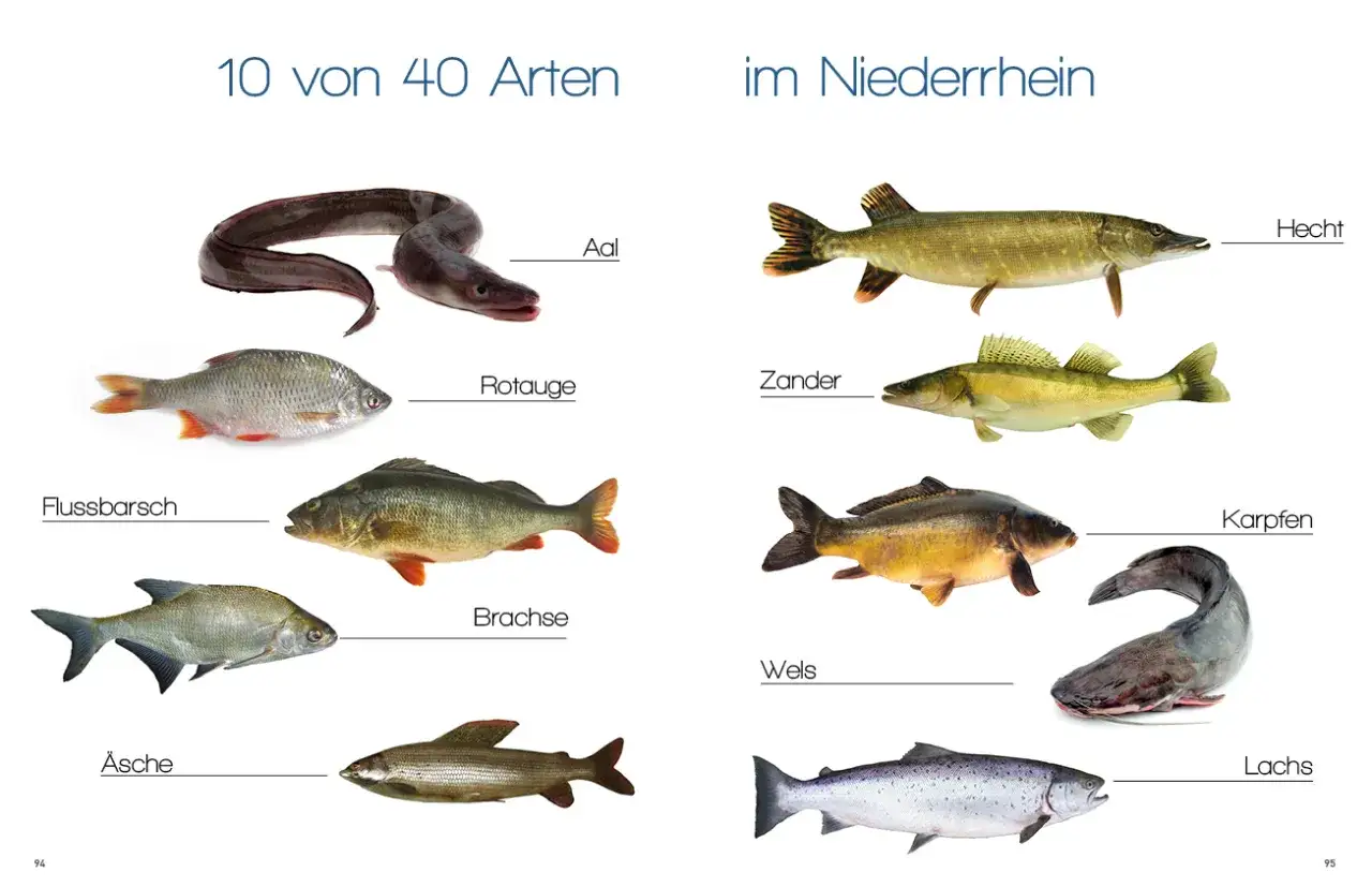 Vielfalt der Fische im Rhein: Aal, Rotauge, Flussbarsch, Äsche, Hecht, Zander, Karpfen, Wels und Lachs.