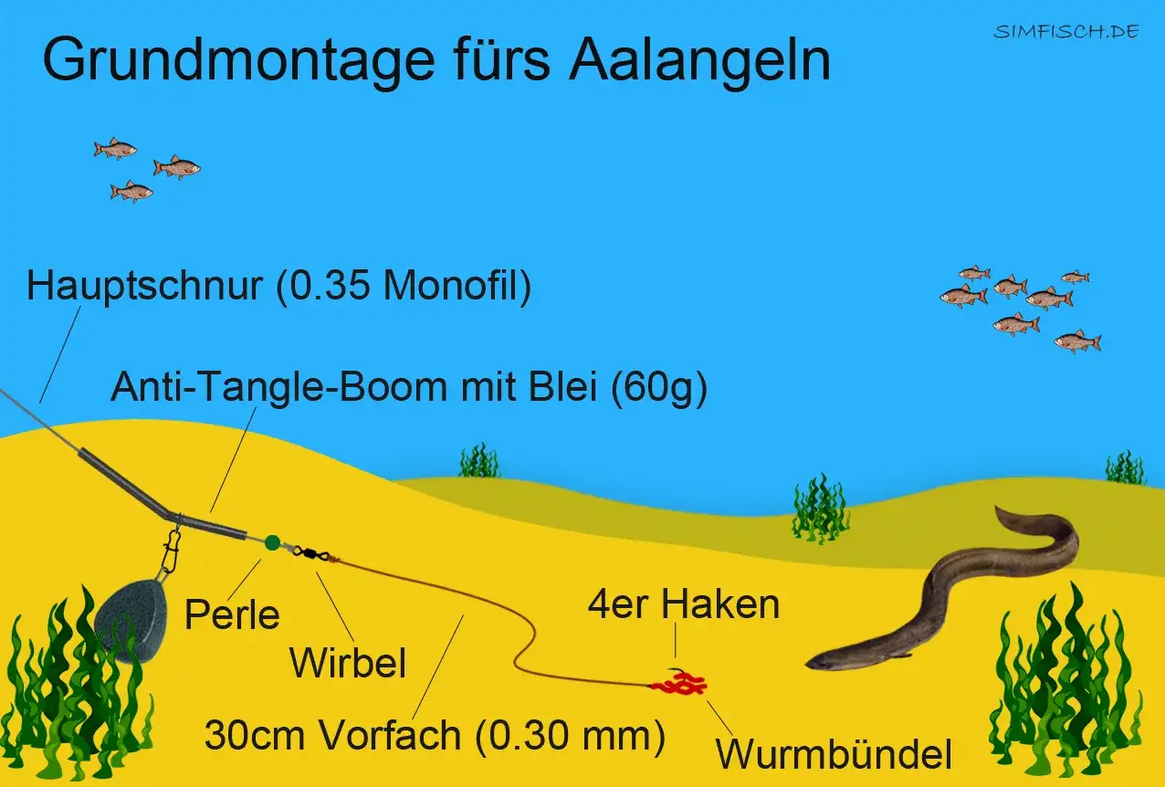Grundmontage fürs Aalangeln: Hauptschnur, Anti-Tangle-Boom mit Blei, Wirbel, Haken mit Wurmbündel und ein Aal.