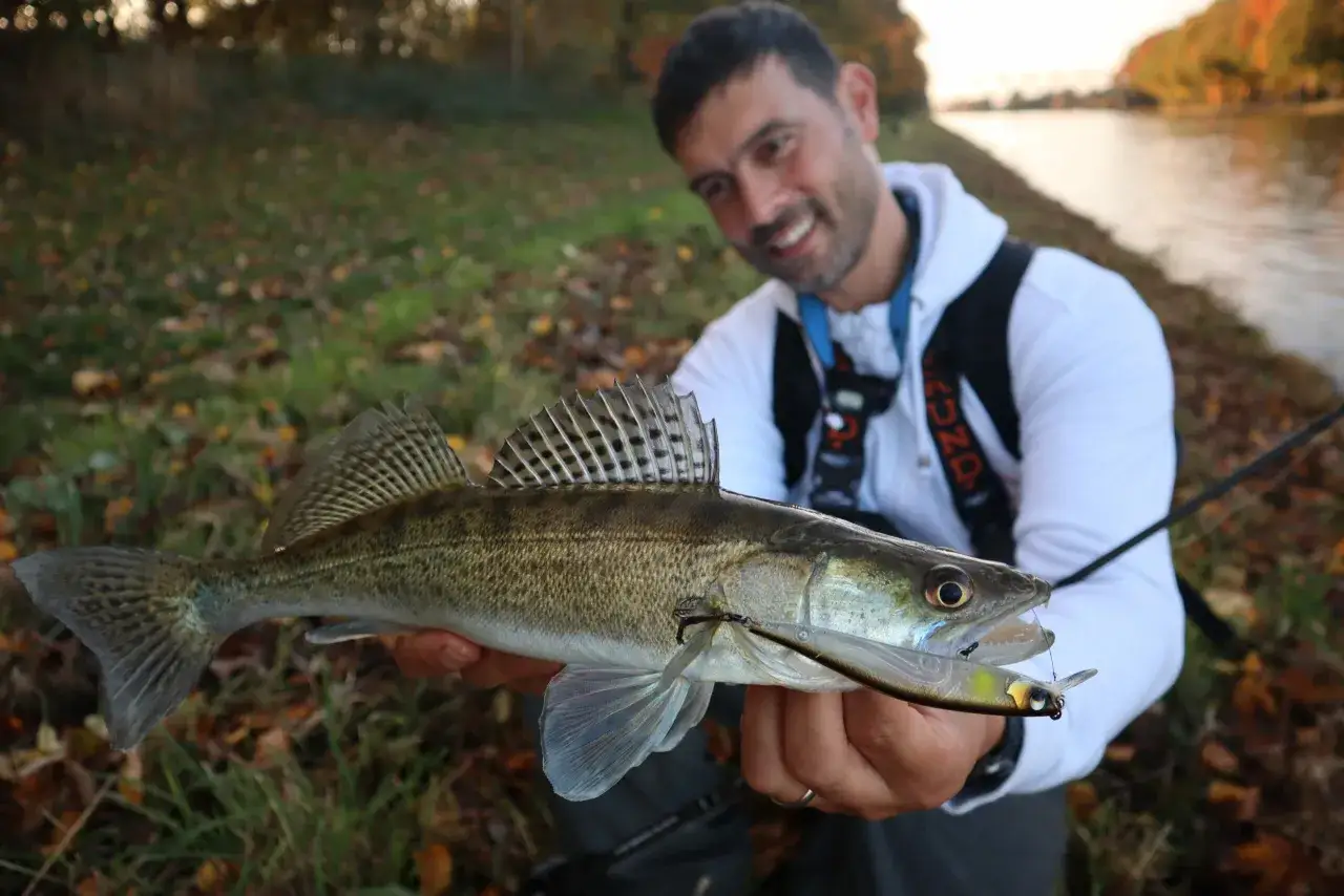Glücklicher Angler präsentiert stolz seinen Fang: ein schöner Zander, gefangen beim Zanderangeln im Sommer.
