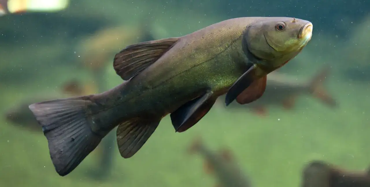 Schleie schwimmt im trüben Wasser. Wann laichen Schleien? Im Frühsommer, wenn die Temperaturen steigen.