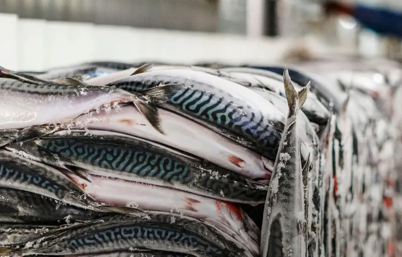 Stapel von gefrorener Makrele aus Norwegen, bereit für den Export.