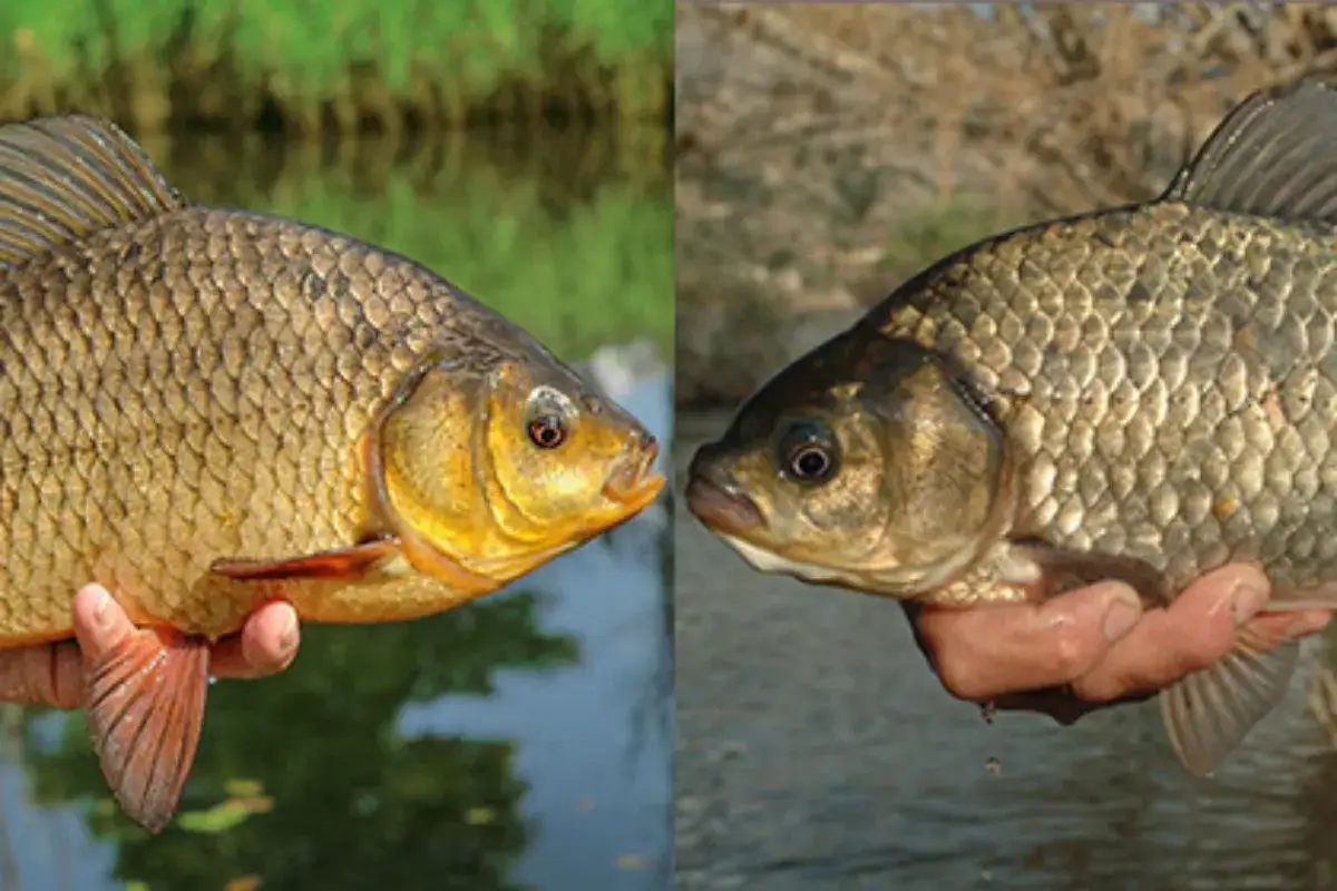 Zwei Fische im Profil: Links eine goldgelbe Karausche, rechts eine dunklere Giebel. Der Unterschied ist deutlich erkennbar.