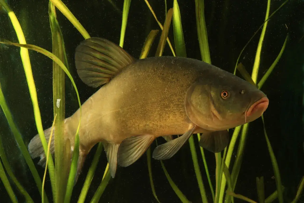Eine Schleie mit Barteln schwimmt zwischen gr&uuml;nem Schilf im dunklen Wasser.