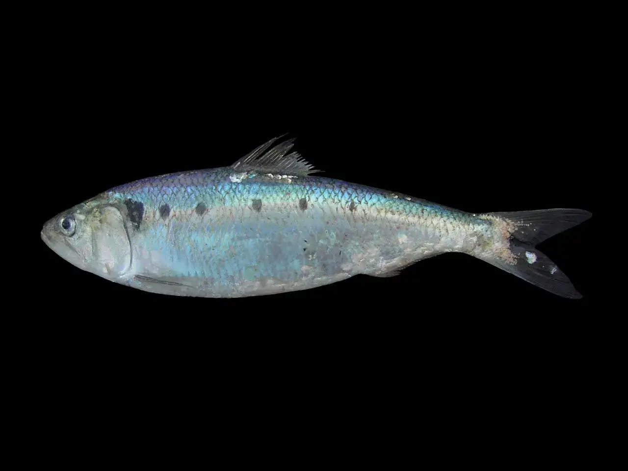 Ein gl&auml;nzender, bl&auml;ulicher Fisch mit dunklen Flecken, ein finte Fisch, liegt auf schwarzem Hintergrund.