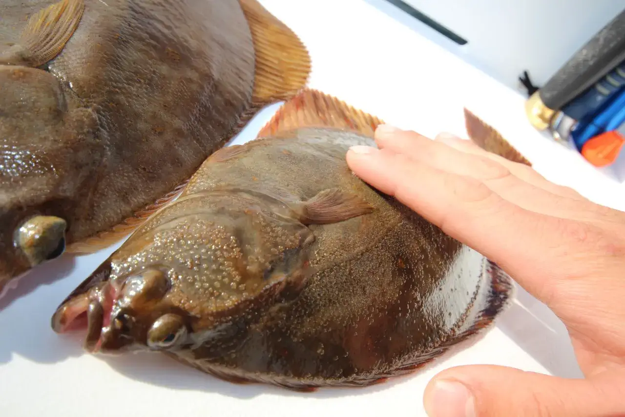 Eine Hand streichelt &uuml;ber einen frisch gefangenen plattfisch. Daneben liegt ein weiterer plattfisch.