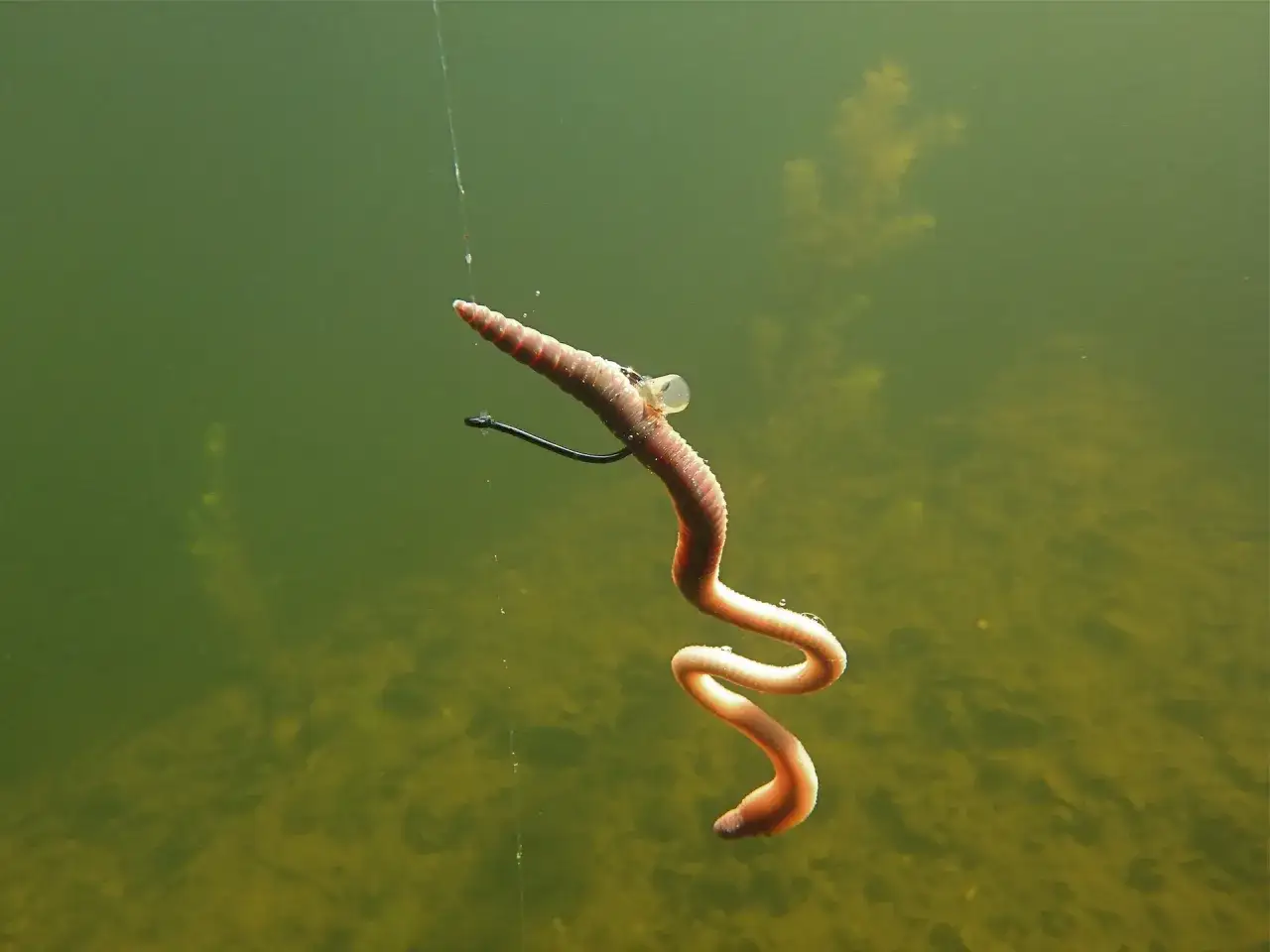 Barsch-Montage: Ein Wurm zappelt am Haken, bereit, den hungrigen Barsch zu verf&uuml;hren.