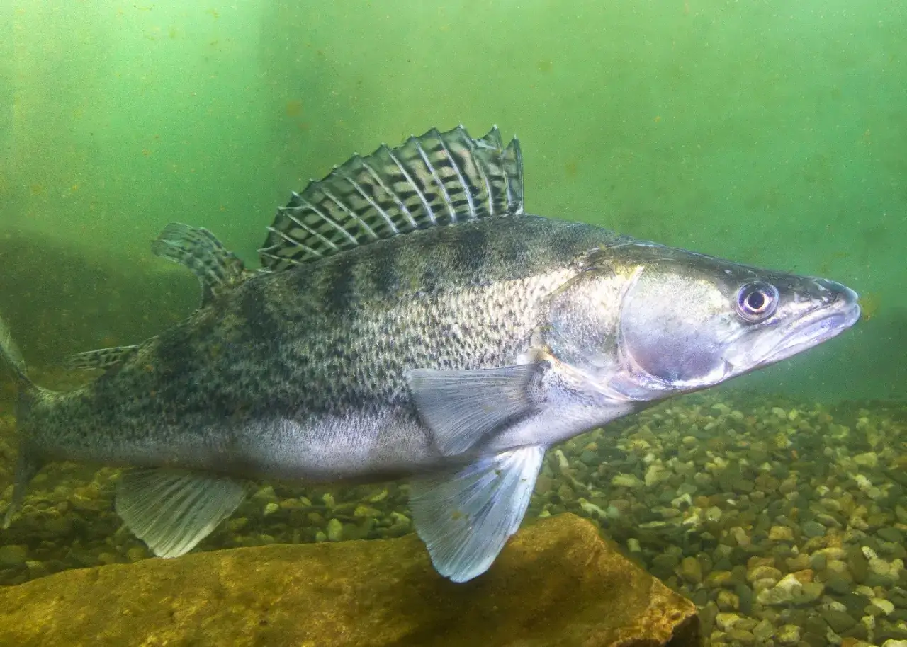 Ein Zander schwimmt im trüben Wasser über Kies. Seine schuppige Haut und die markante Rückenflosse sind gut erkennbar. Er ist ein Raubfisch, der sich von kleineren Fischen ernährt.