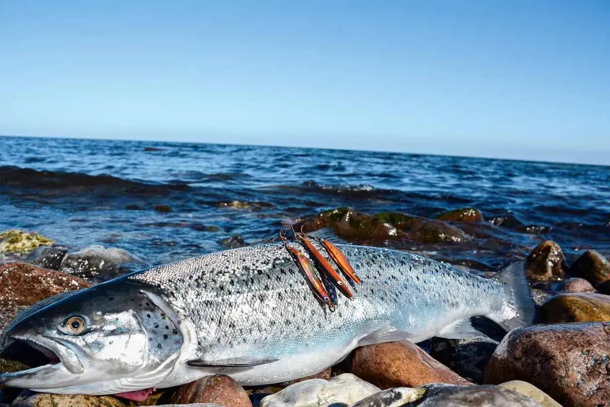Ein gro&szlig;er Lachs liegt auf Steinen am Meer. Drei K&ouml;der liegen auf seinem R&uuml;cken. Ein erfolgreicher Tag beim Angeln auf Bornholm.