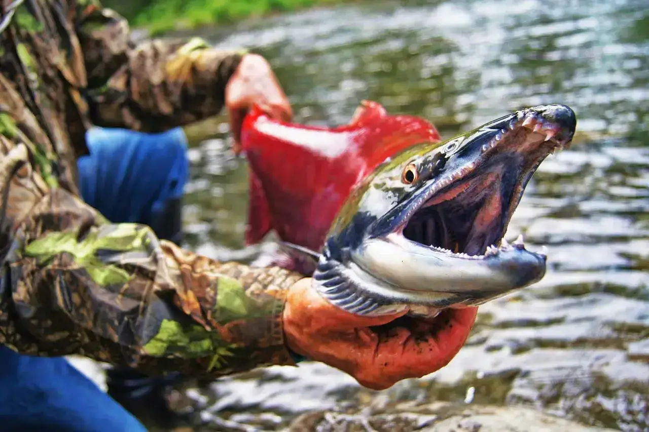 Erfolgreiches Lachs angeln: Ein Angler h&auml;lt einen gro&szlig;en Lachs mit offenem Maul und scharfen Z&auml;hnen im Arm.