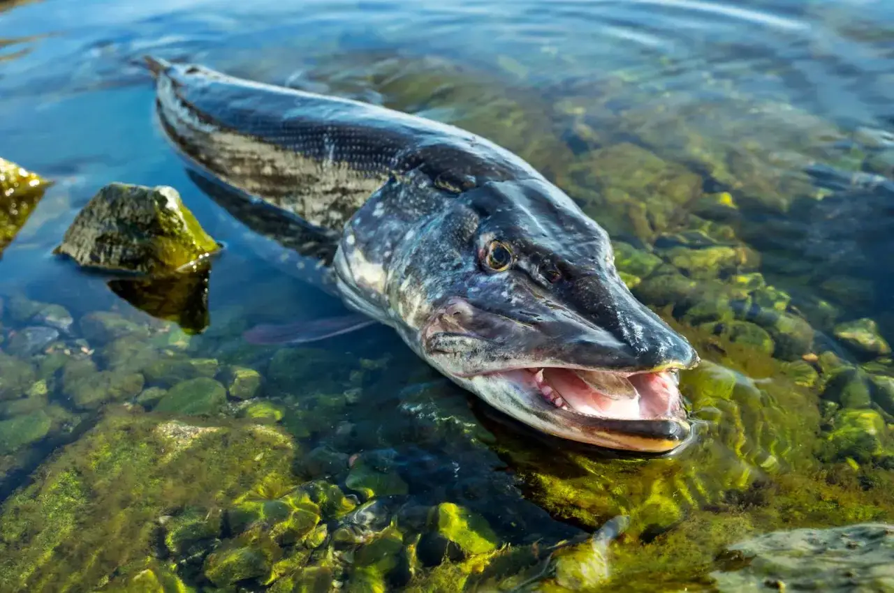 Ein Hecht mit offenem Maul liegt im flachen, gr&uuml;nen Salzwasser. Seine scharfen Z&auml;hne sind sichtbar.