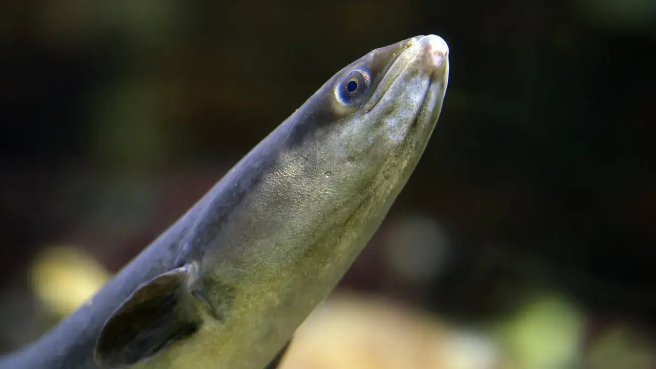 Nahaufnahme eines Aals, der neugierig aus dem Dunkel auftaucht. Ja, ist ein Aal ein Fisch, mit seinem schlanken K&ouml;rper und dem charakteristischen Auge.