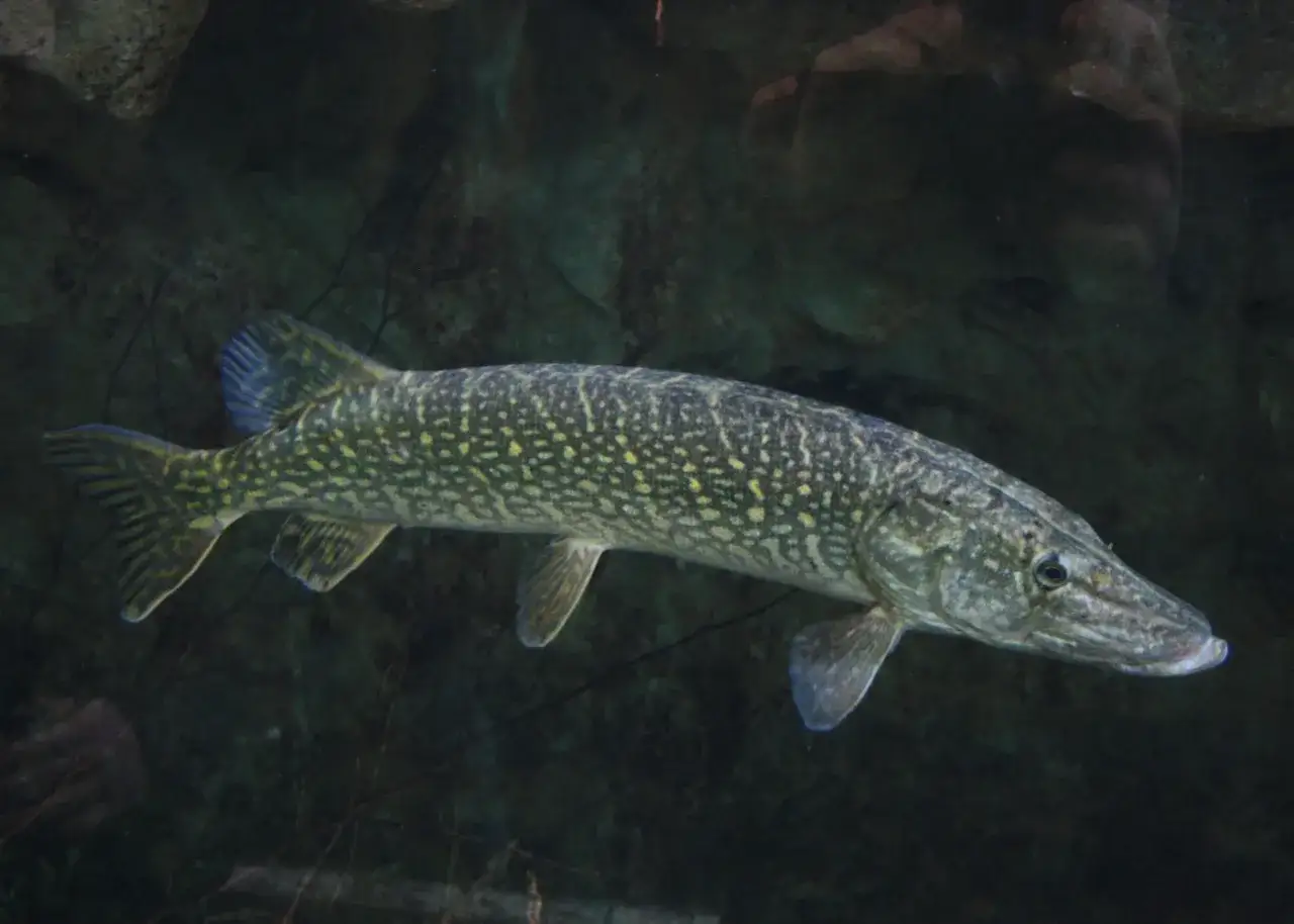 Ein großer Hecht schwimmt im dunklen Wasser. Seine gepunktete Haut schimmert, während er nach Beute Ausschau hält, denn er hat viele Feinde.