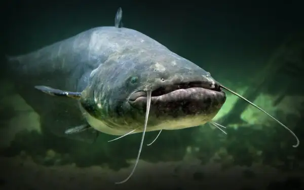 Ein großer Wels mit Barteln schwimmt im trüben Wasser. Sein beeindruckendes Gewicht lässt ihn majestätisch wirken.